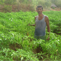 Organically grown Green Chilli – by DKSHA members of Farmers’ clubs