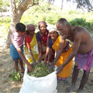 Organic manure from neem leaves